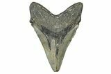 Serrated, Fossil Megalodon Tooth - North Carolina #343386-2